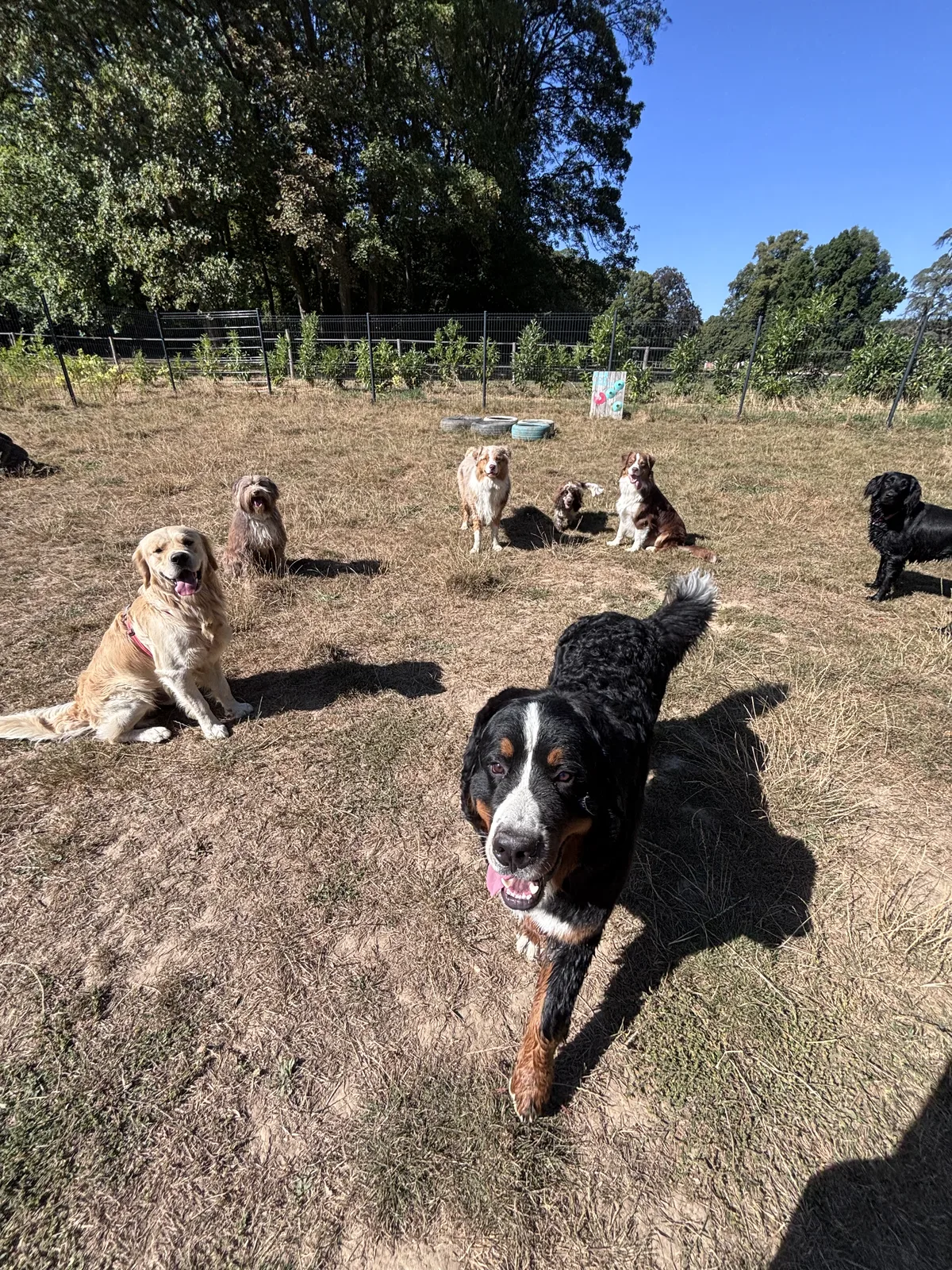 Un groupe de chiens profite ensemble du parc
