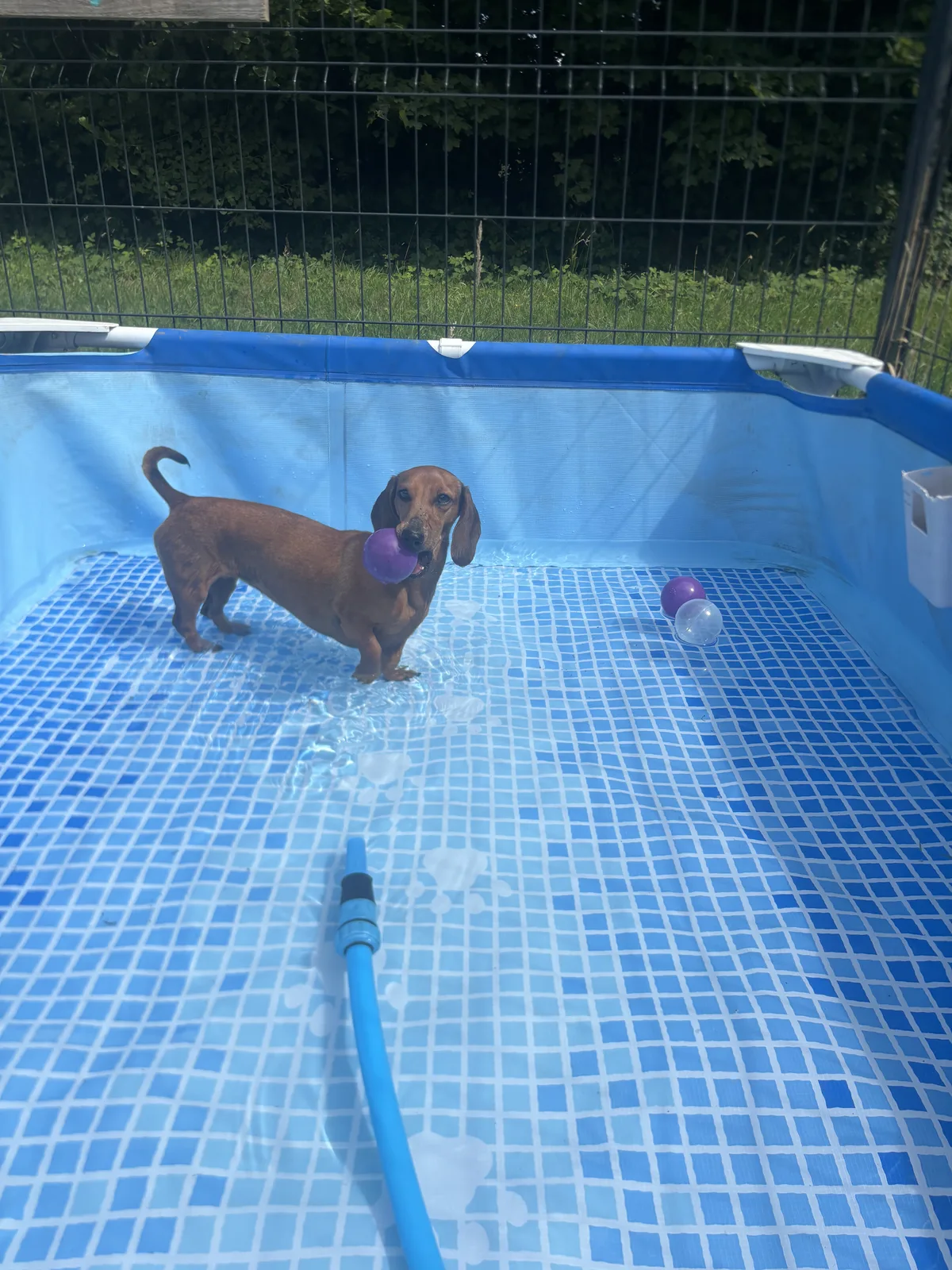 Un chien joue dans la JouckyPool