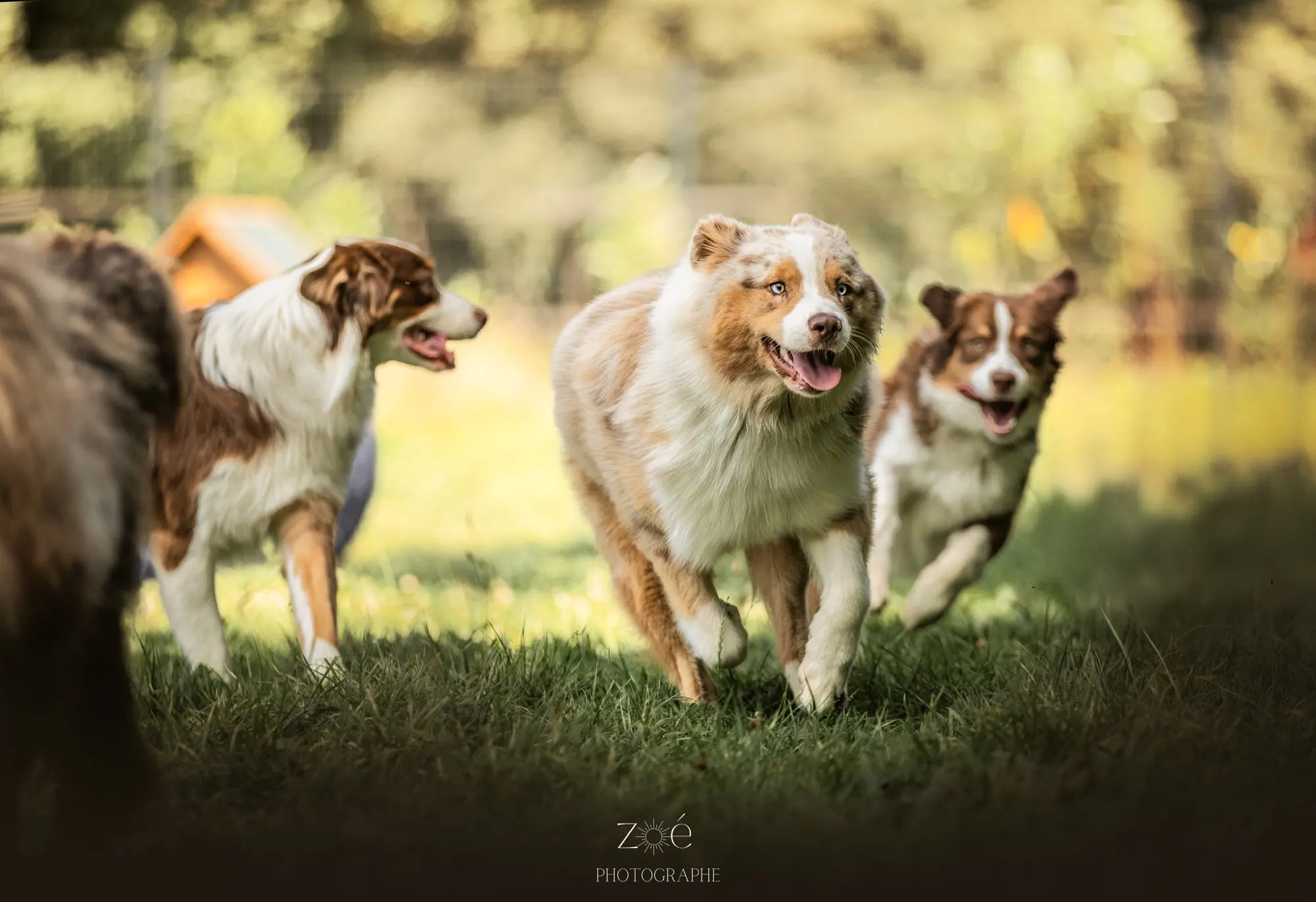Des chiens jouent au centre Joucky & Cie