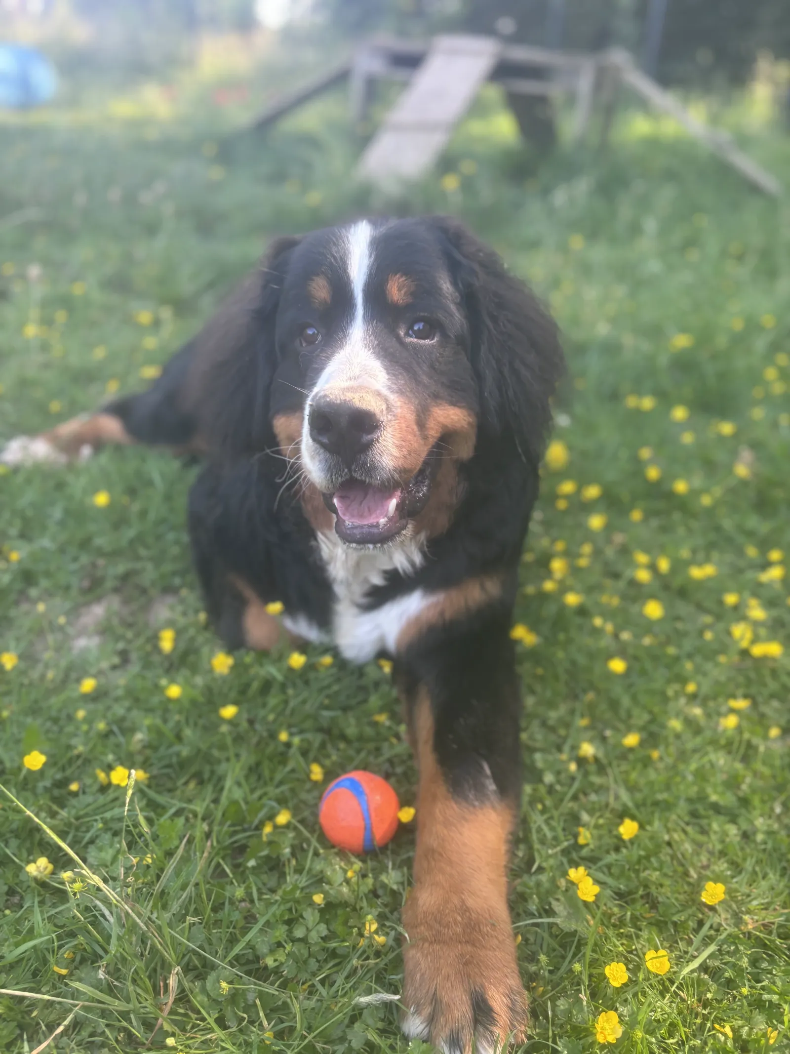 Un jeune chien prend la pose dans l’herbe