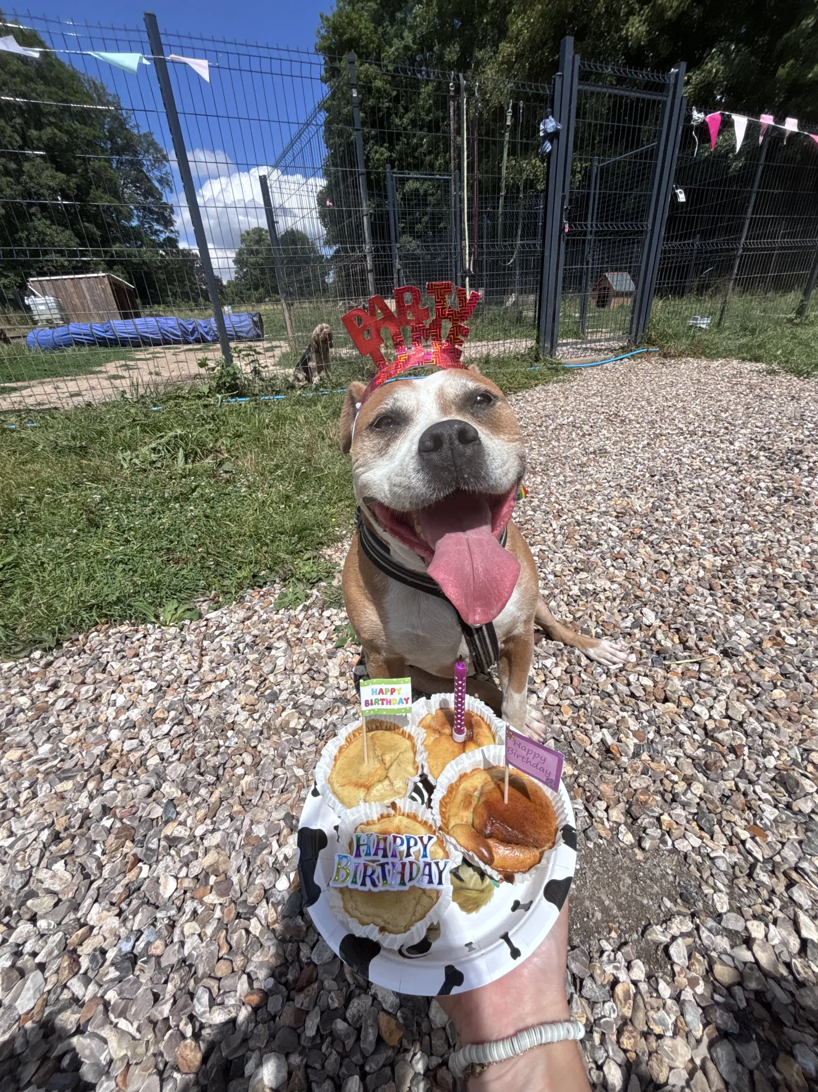 Un chien fête son anniversaire dans le parc