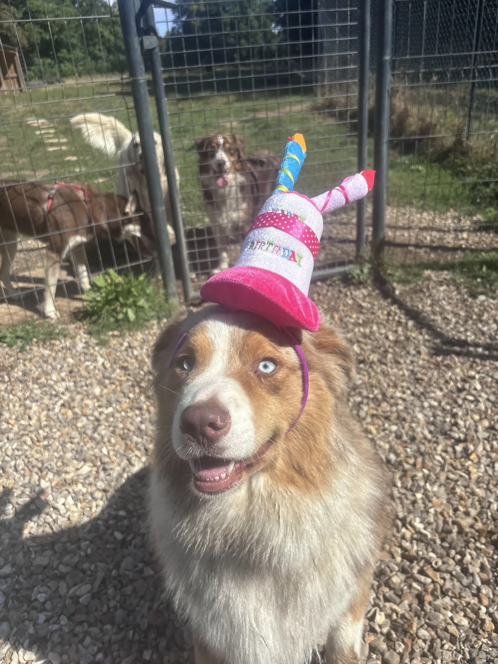 Un chien porte un chapeau de fête