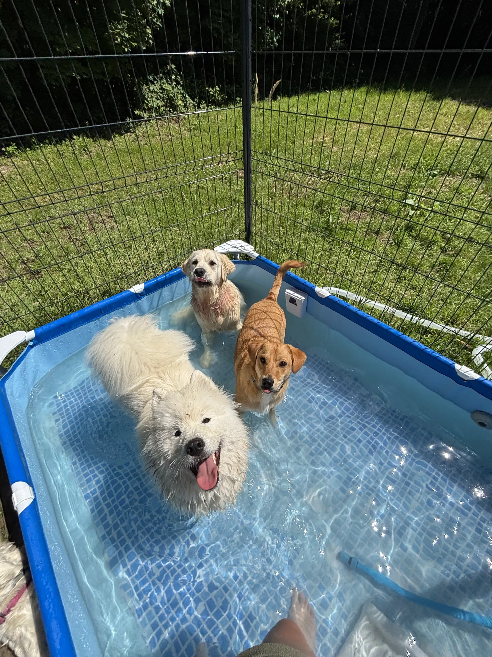 Des chiens se rafraîchissent dans la piscine du centre