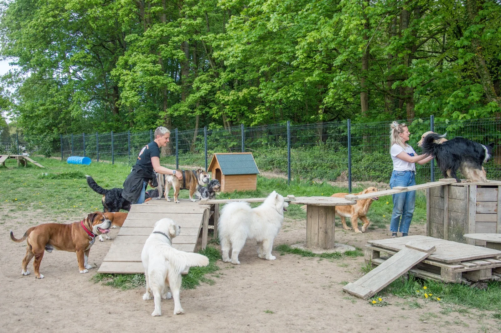 L’équipe de Joucky & Cie avec les chiens dans le parc