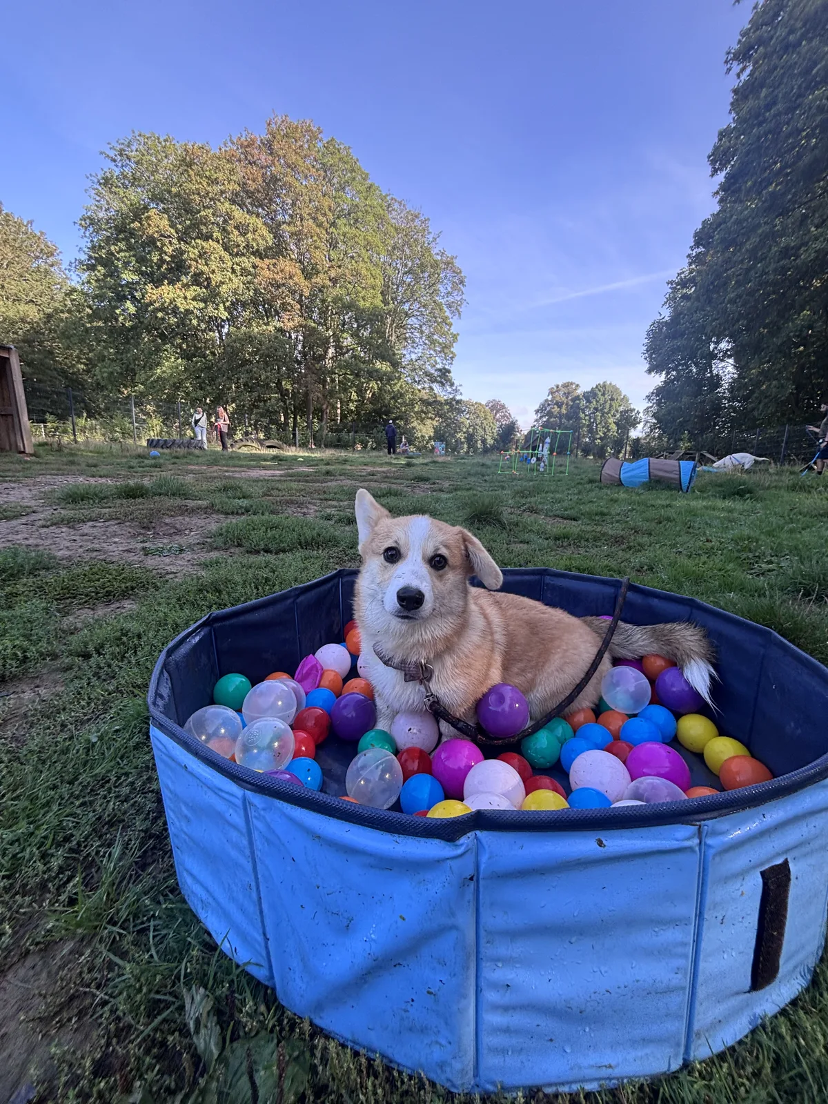 Un jeune chien découvre les jeux du parc