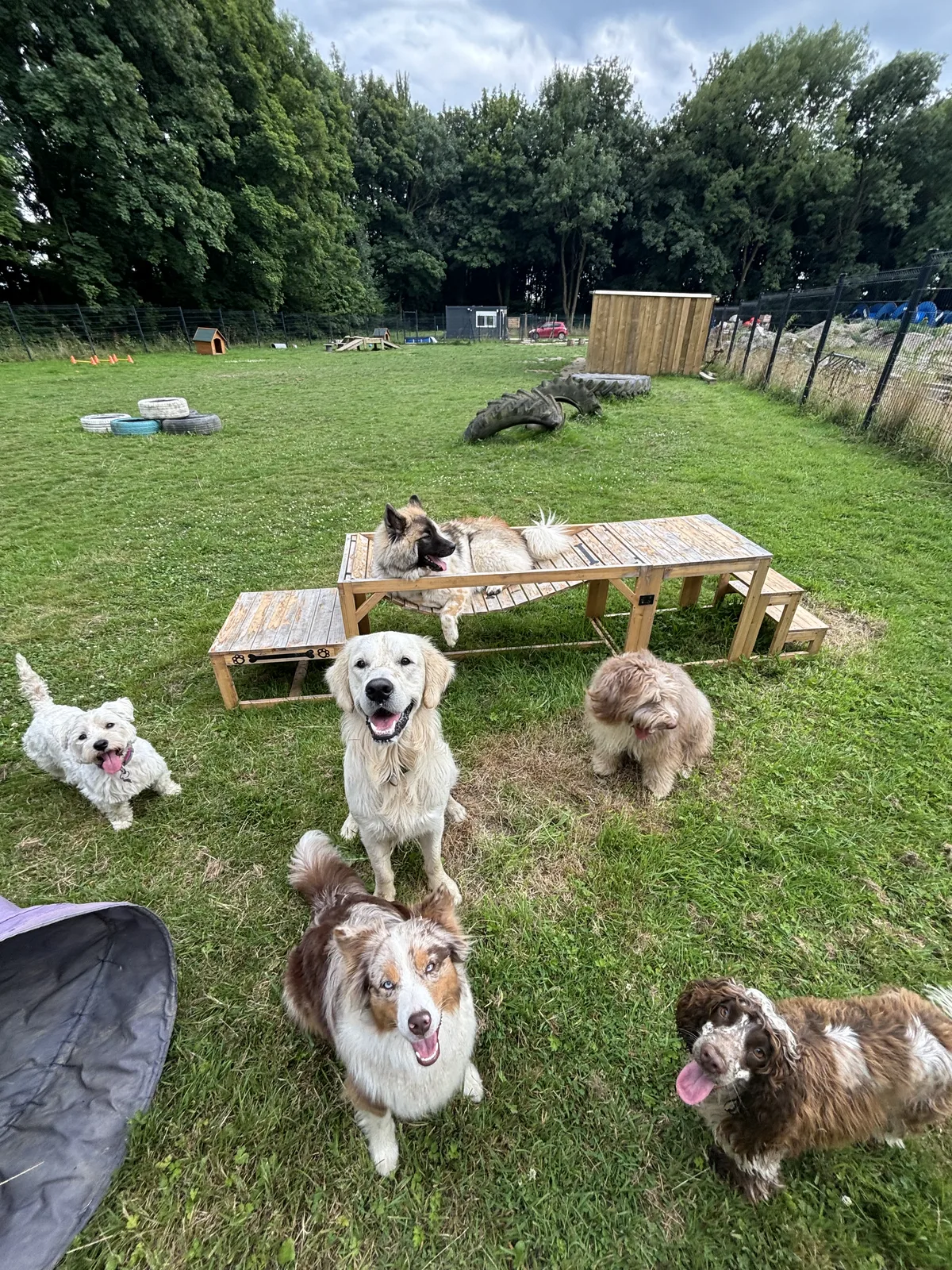 Des chiens accueillis dans le parc du centre