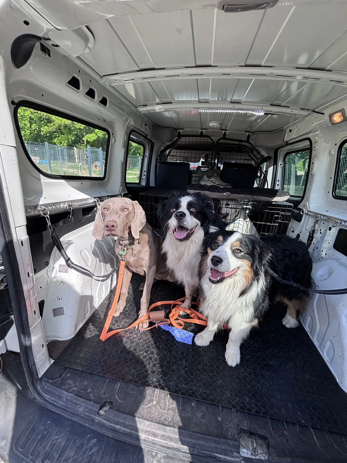 Des chiens installés dans la navette canine