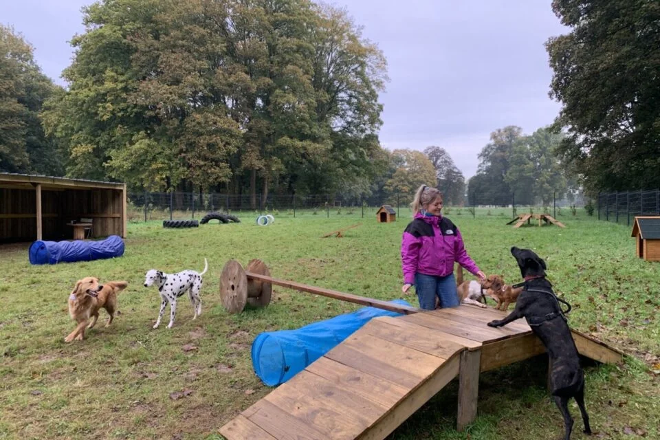 Émeline et les chiens dans le parc de Joucky & Cie