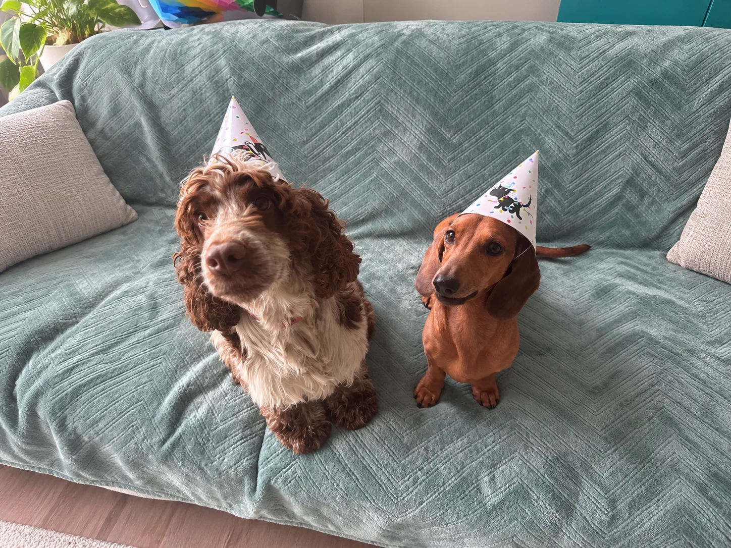 Deux chiens avec des chapeaux de fête pour un Canniversaire